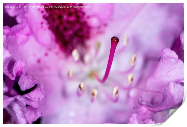 A rhododendron macro Print by Tom McPherson