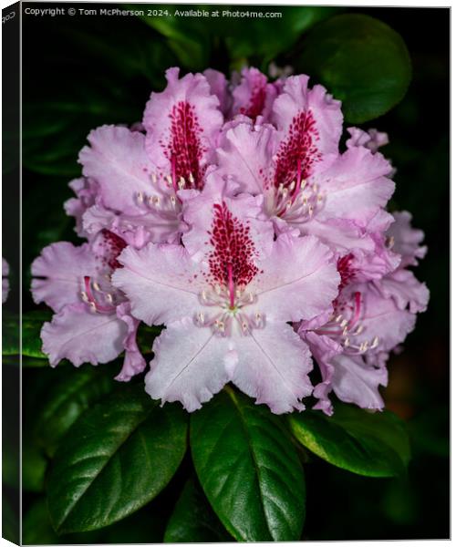 A rhododendron Canvas Print by Tom McPherson