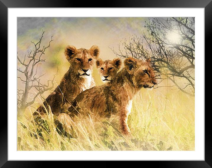 Lion Cubs Relaxing Framed Mounted Print by Elaine Manley