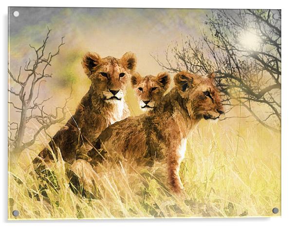 Lion Cubs Relaxing Acrylic by Elaine Manley