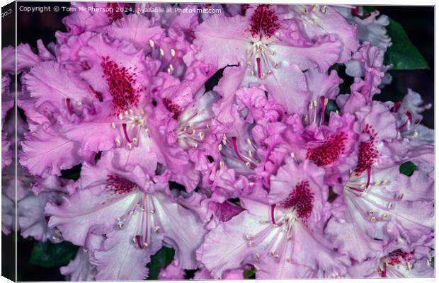 A rhododendron Canvas Print by Tom McPherson