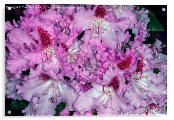 A rhododendron Acrylic by Tom McPherson