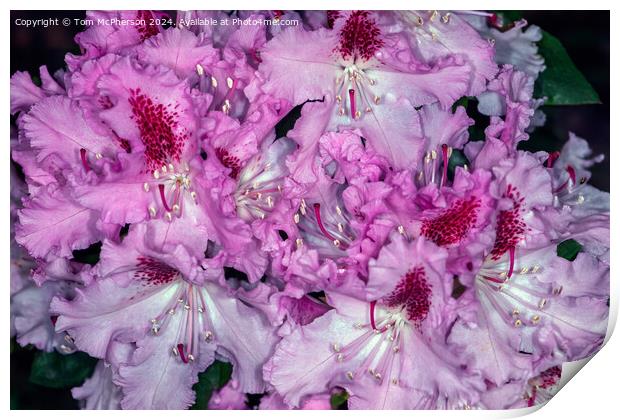A rhododendron Print by Tom McPherson