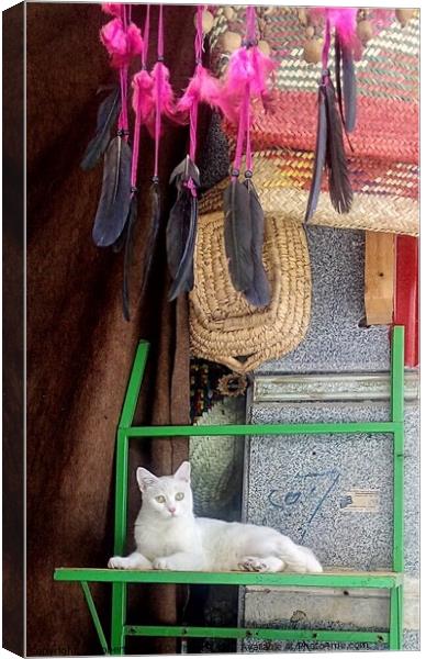 White cat reclining under feather dream catcher  Canvas Print by Robert Galvin-Oliphant