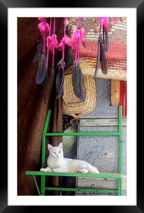 White cat reclining under feather dream catcher  Framed Mounted Print by Robert Galvin-Oliphant