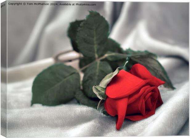 Single Red Rose Canvas Print by Tom McPherson