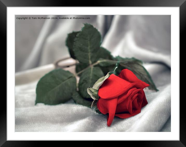 Single Red Rose Framed Mounted Print by Tom McPherson