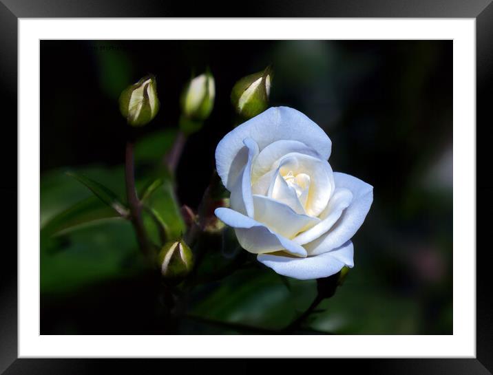 Single White Rose Framed Mounted Print by Tom McPherson