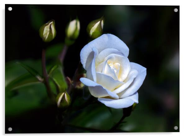 Single White Rose Acrylic by Tom McPherson