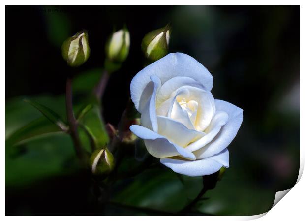 Single White Rose Print by Tom McPherson