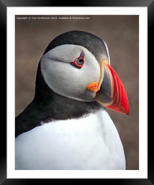Puffin Framed Mounted Print by Tom McPherson