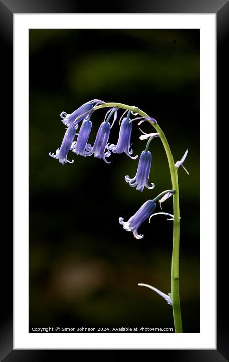 Bluebell flower Framed Mounted Print by Simon Johnson