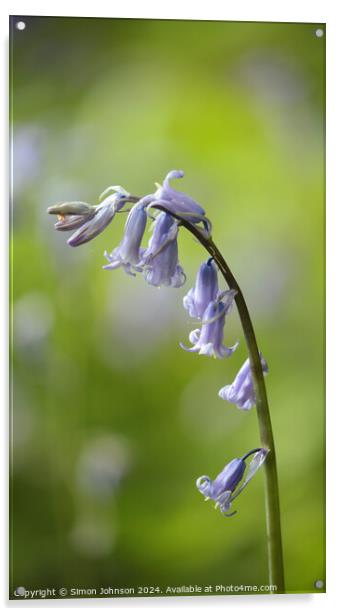 Bluebell flower Acrylic by Simon Johnson