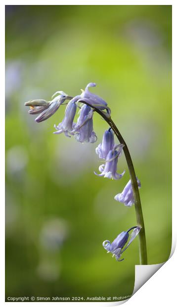 Bluebell flower Print by Simon Johnson
