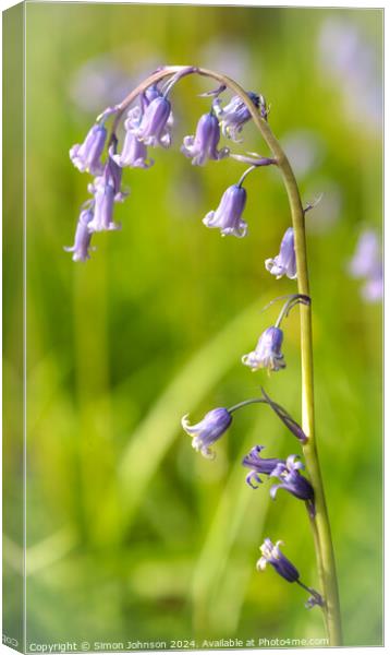 A close up of a  bluebell flower, Canvas Print by Simon Johnson