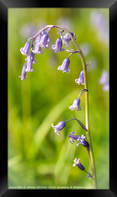 A close up of a  bluebell flower, Framed Print by Simon Johnson