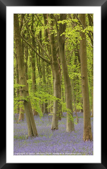 Trees and bluebells  Framed Mounted Print by Simon Johnson