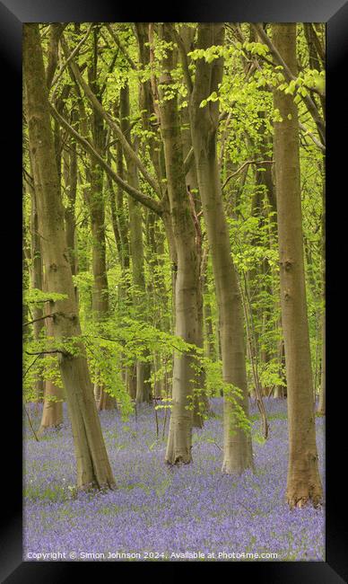 Trees and bluebells  Framed Print by Simon Johnson