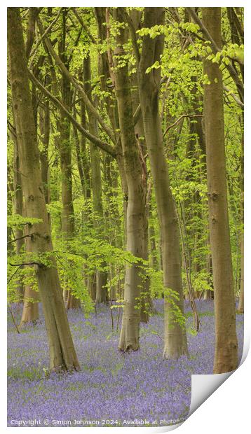Trees and bluebells  Print by Simon Johnson
