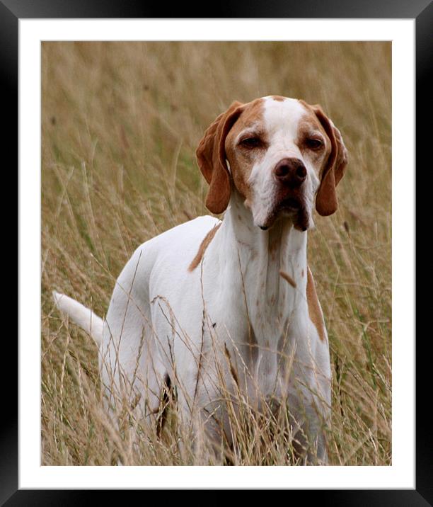English Pointer Framed Mounted Print by Christopher Grant