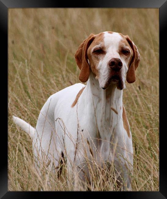 English Pointer Framed Print by Christopher Grant