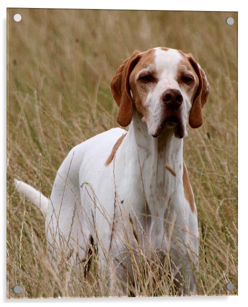 English Pointer Acrylic by Christopher Grant