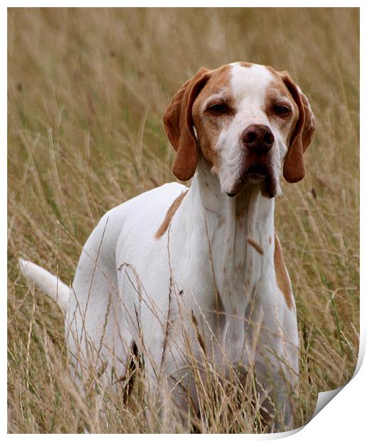 English Pointer Print by Christopher Grant