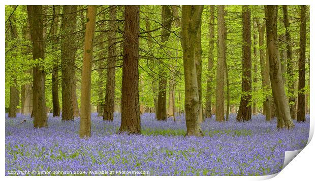 Bluebell Woodland  Print by Simon Johnson