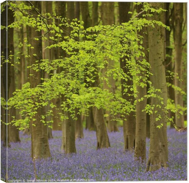 Bluebells and beech leaves  Canvas Print by Simon Johnson