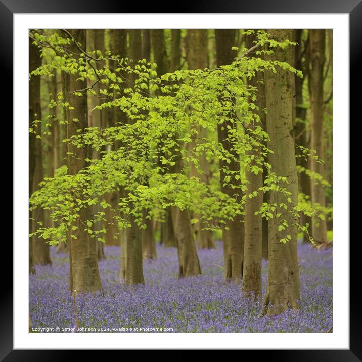 Bluebells and beech leaves  Framed Mounted Print by Simon Johnson