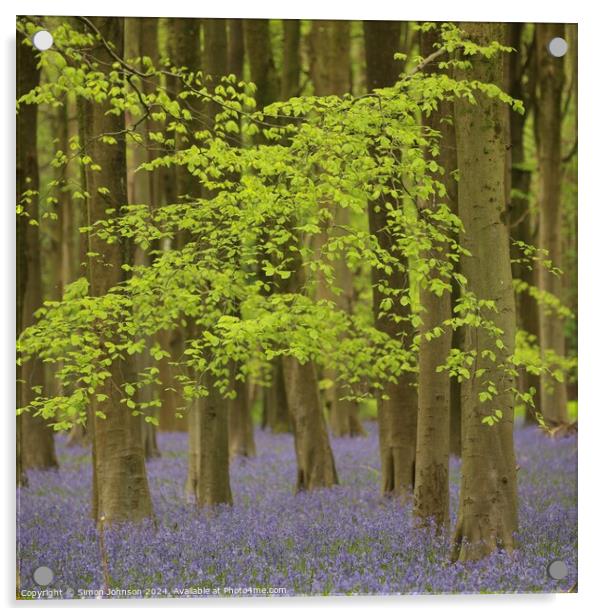 Bluebells and beech leaves  Acrylic by Simon Johnson