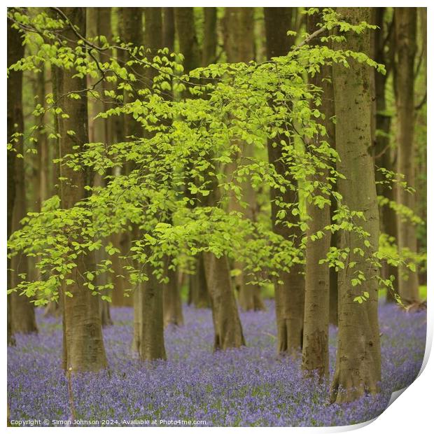 Bluebells and beech leaves  Print by Simon Johnson