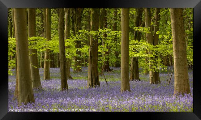 Bluebell Woodland  Framed Print by Simon Johnson