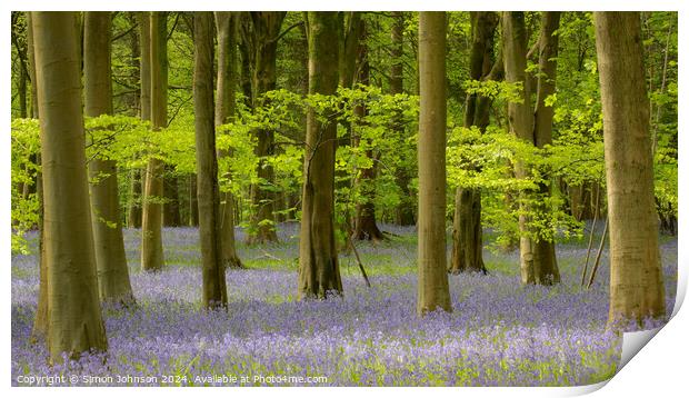 Blue woods  Print by Simon Johnson