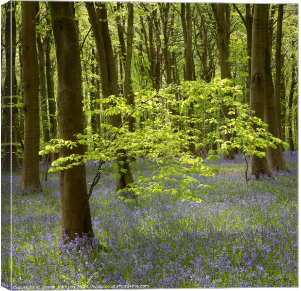 Sunlit tree and bluebells  Canvas Print by Simon Johnson