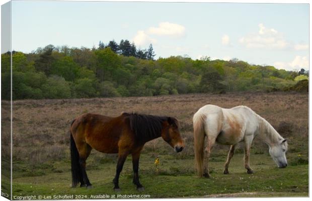 Ponies on the New Forest Canvas Print by Les Schofield