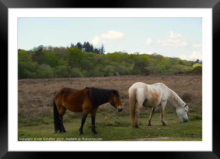 Ponies on the New Forest Framed Mounted Print by Les Schofield