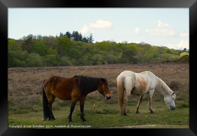 Ponies on the New Forest Framed Print by Les Schofield