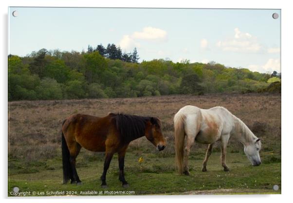 Ponies on the New Forest Acrylic by Les Schofield