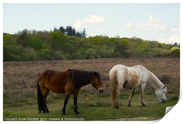 Ponies on the New Forest Print by Les Schofield