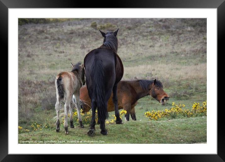 New Forest Ponies Framed Mounted Print by Les Schofield