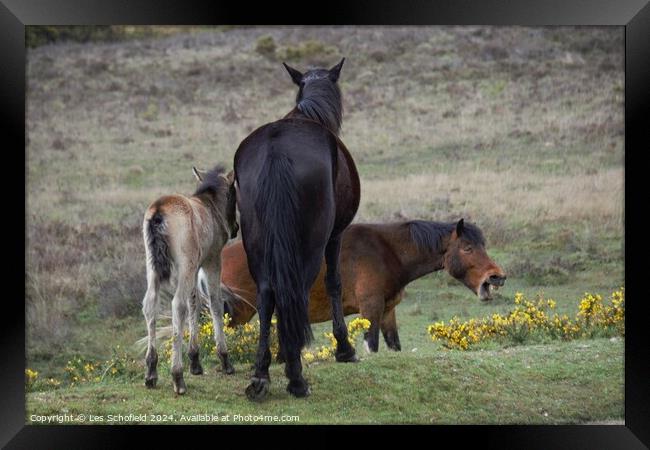 New Forest Ponies Framed Print by Les Schofield