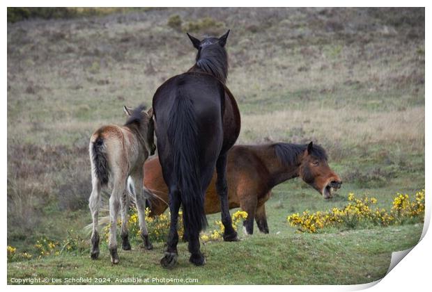 New Forest Ponies Print by Les Schofield