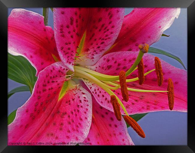 Lilium 'Stargazer'  Framed Print by Paul J. Collins