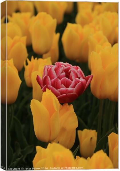 Single soft red tulip Canvas Print by Peter Davies