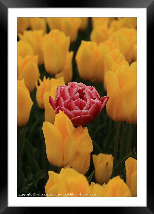 Single soft red tulip Framed Mounted Print by Peter Davies