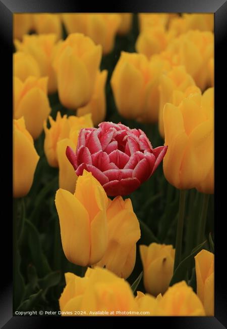 Single soft red tulip Framed Print by Peter Davies