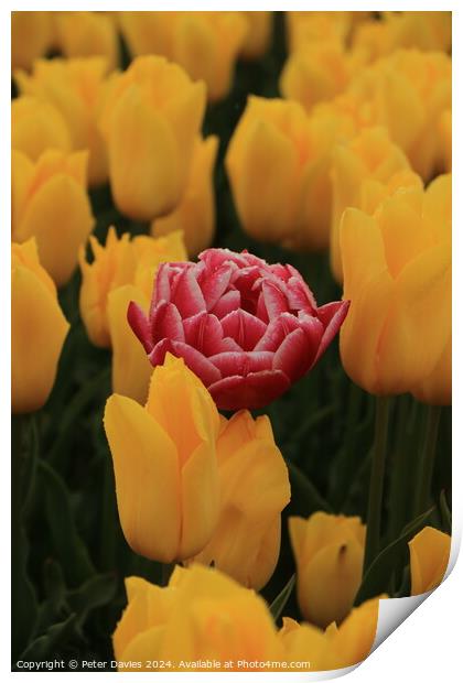 Single soft red tulip Print by Peter Davies