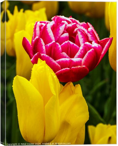 Pink amongst yellow Canvas Print by Peter Davies