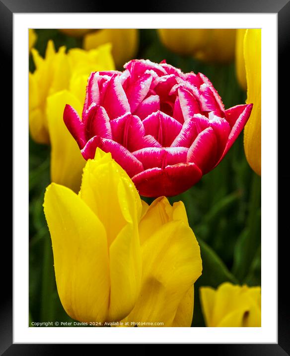 Pink amongst yellow Framed Mounted Print by Peter Davies